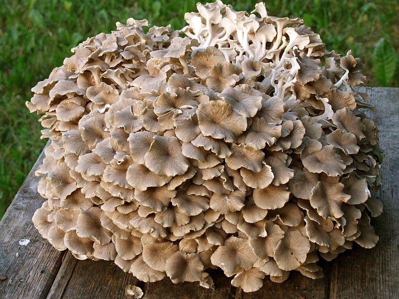 polypore © Par I, Nl74, CC BY-SA 3.0, https://commons.wikimedia.org/w/index.php?curid=2318980