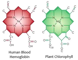 chlorophylle ©biblio perso
