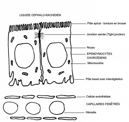 barrière méningée © https://microbiologiemedicale.fr/meninges-et-liquide-cephalo-rachidien/