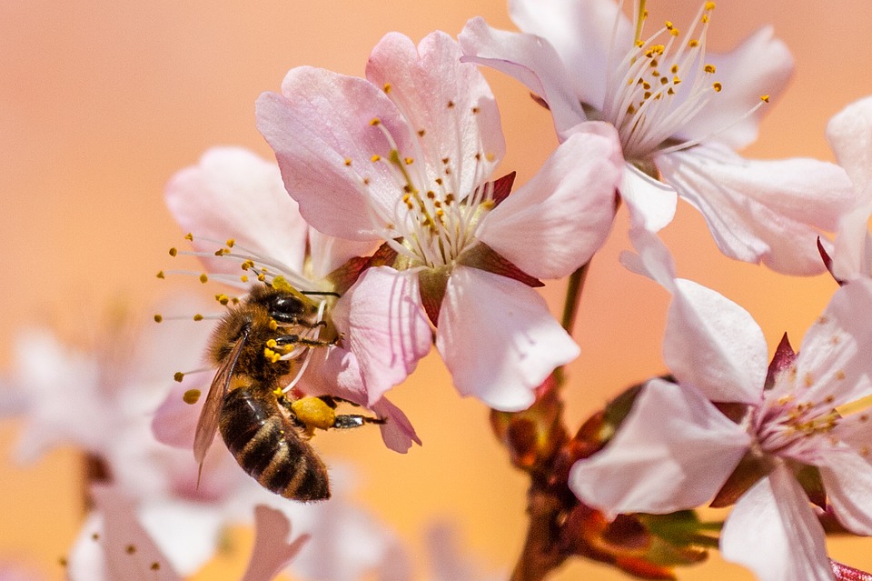 abeille © pixabay