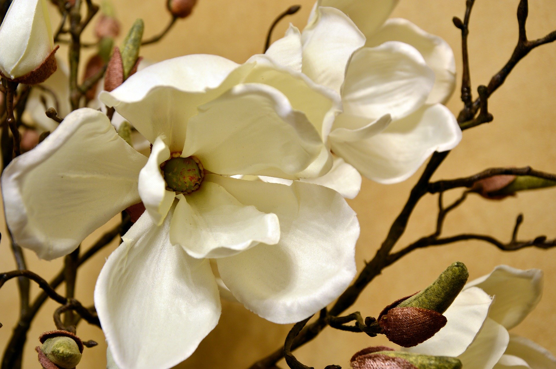 Un magnolia en fleur © Peggychoucair de Pixabay 