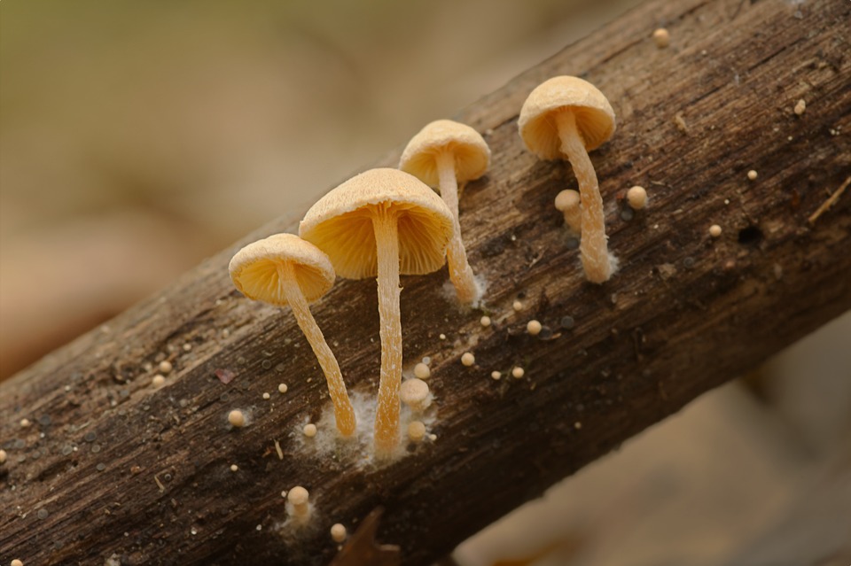 champignons © pixabay