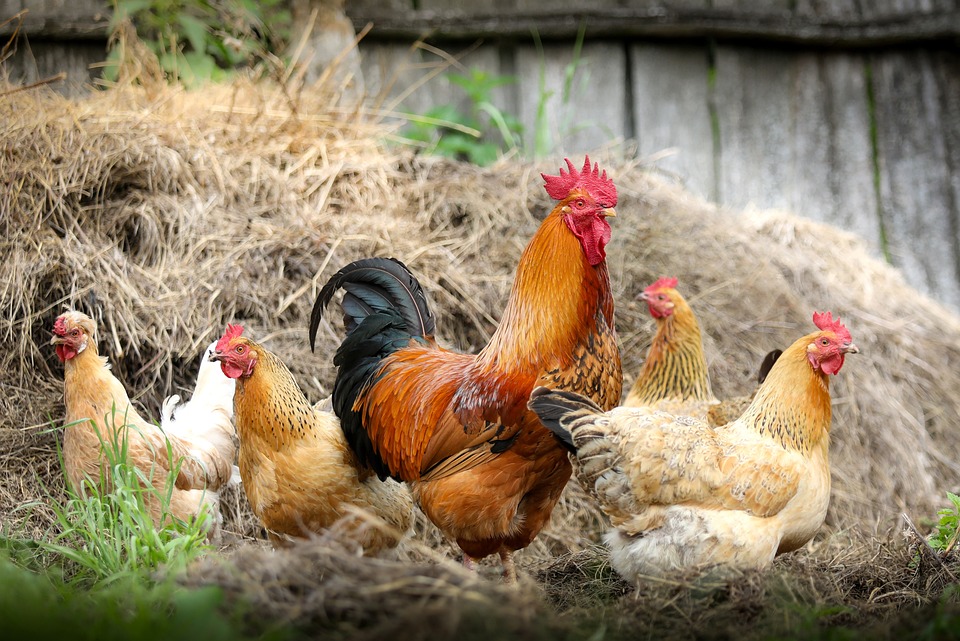 poules © pixabay