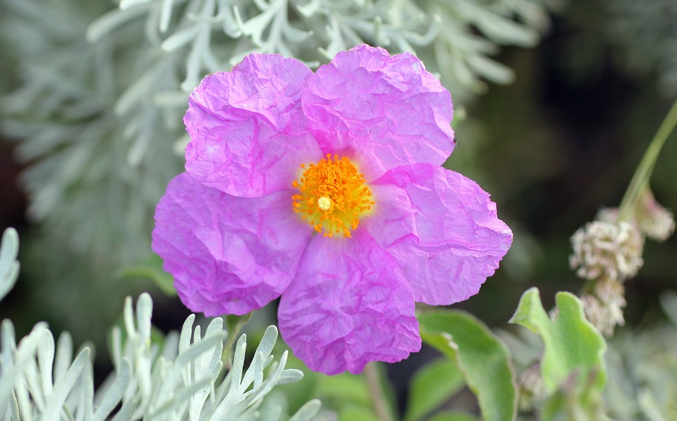 fleur de ciste © pixabay