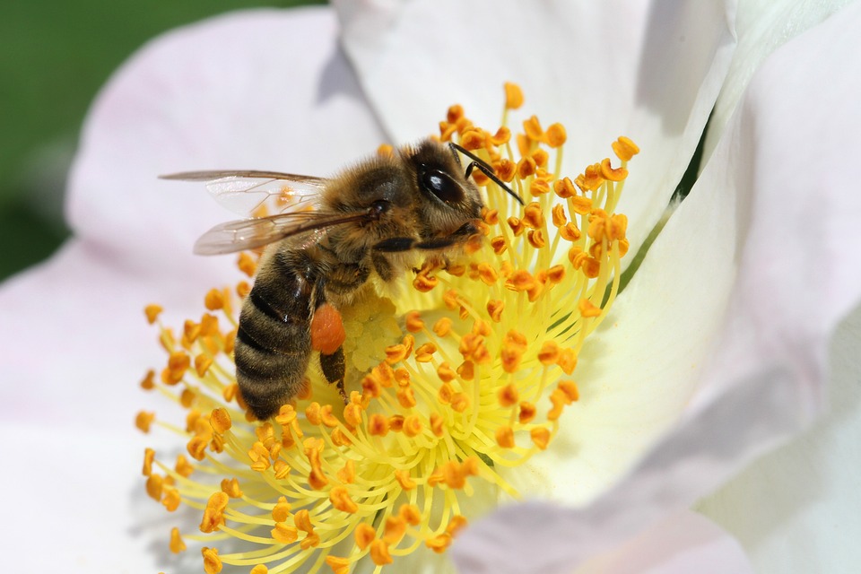 corbeille à pollen © pixabay