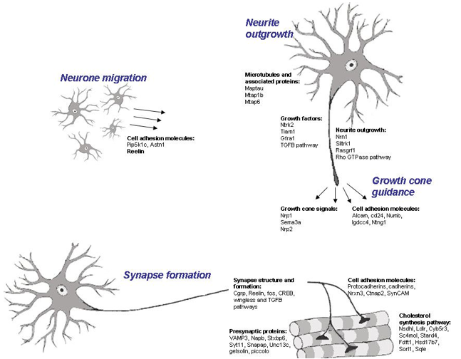 neurogenèse © collection personnelle