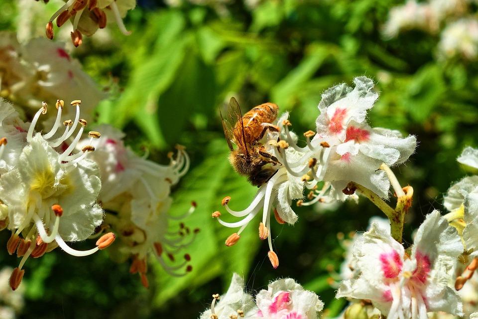 fleurs de chataignier et abeille © pixabay