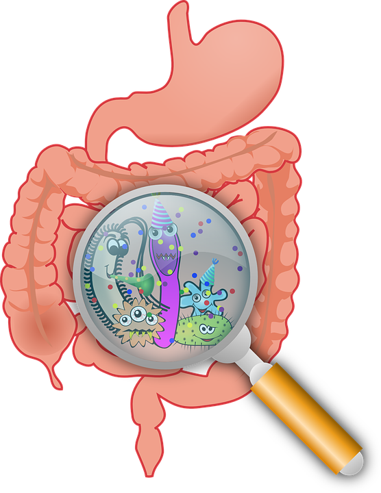 intestins © pixabay