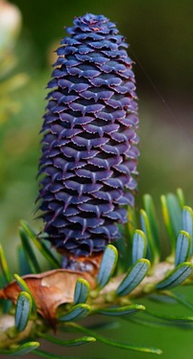 glande pinéale pin © pixabay