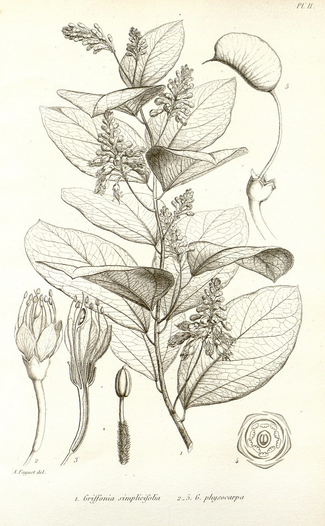 griffonia simplicifolia © wikipédia