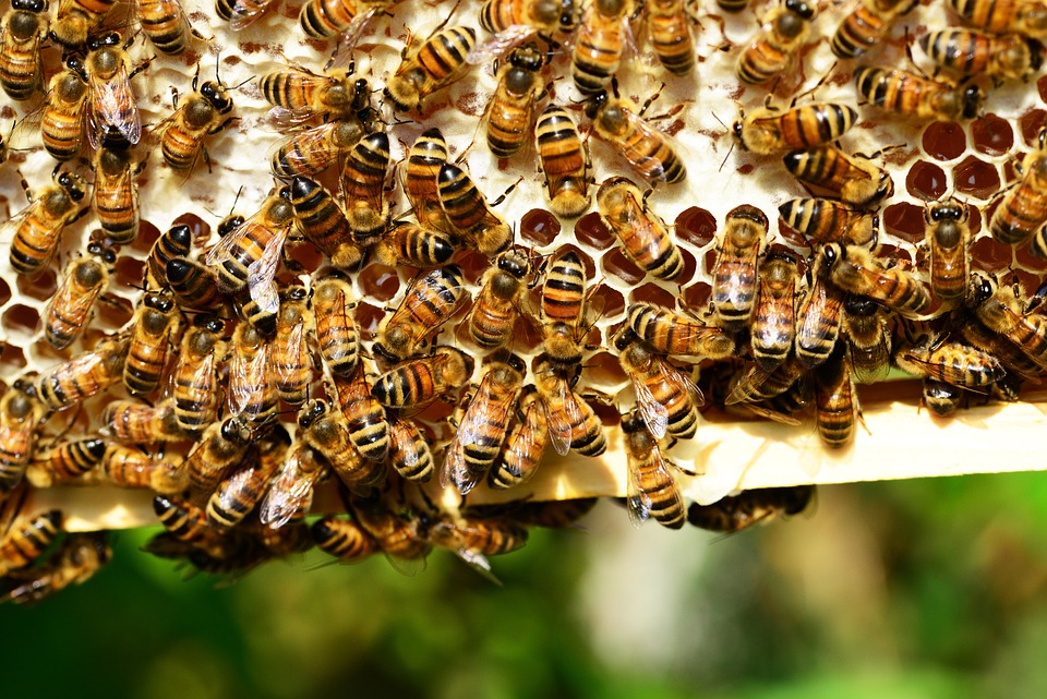 dans la ruche © pixabay
