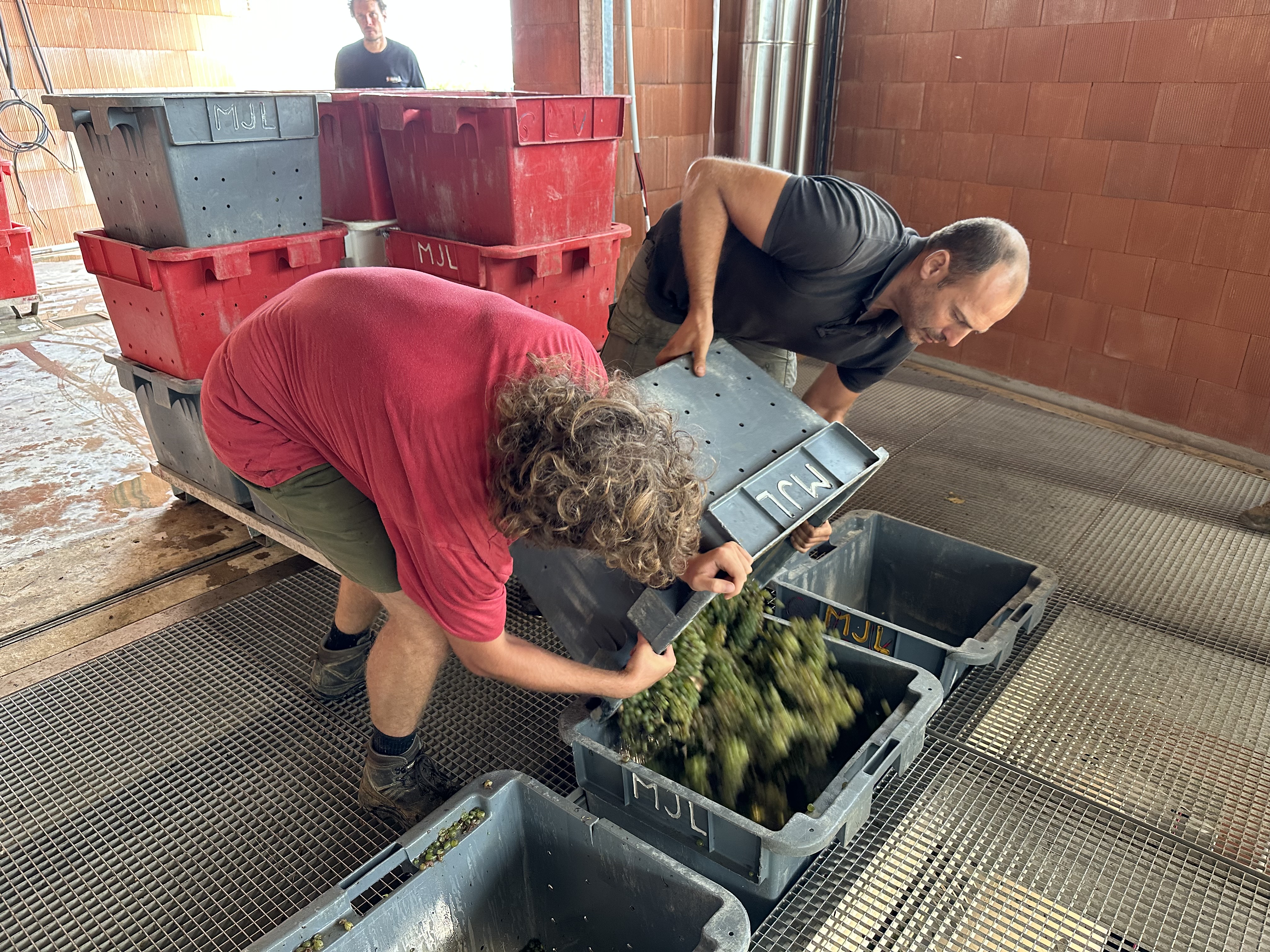 Guillaume  Hagnier et un employé déversent le raisins dans le pressoir. (SD)  