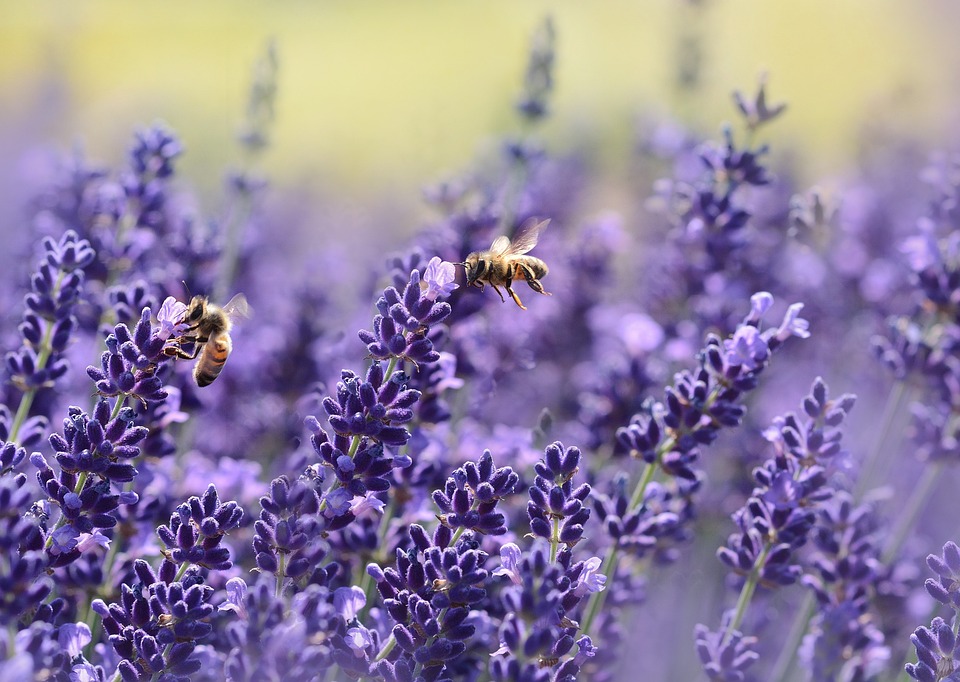abeilles et lavande © pixabay