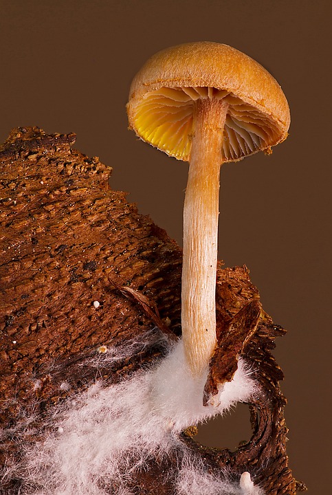 mycélium et son champignon © pixabay