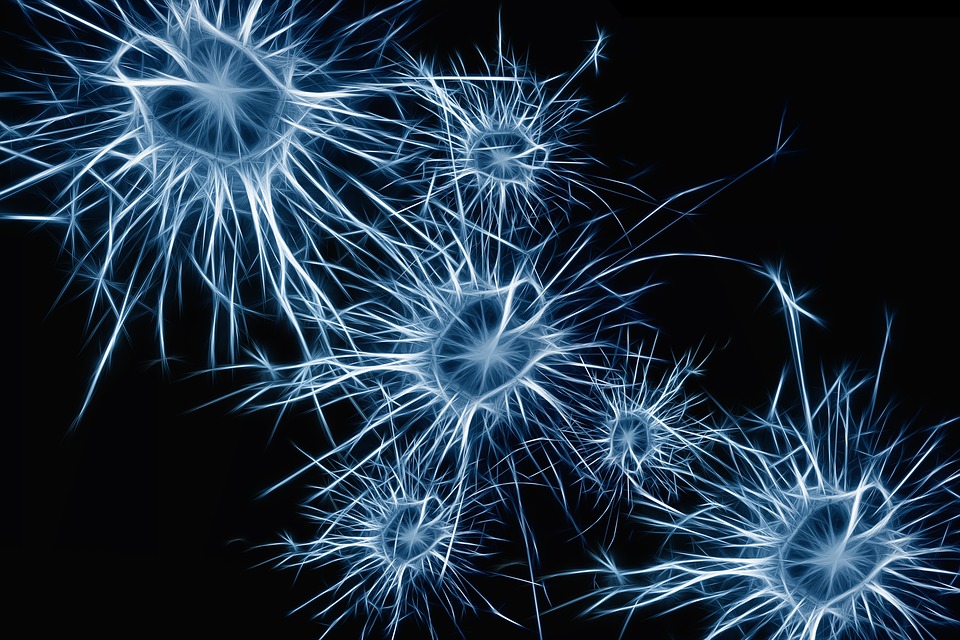 neurones©pixabay