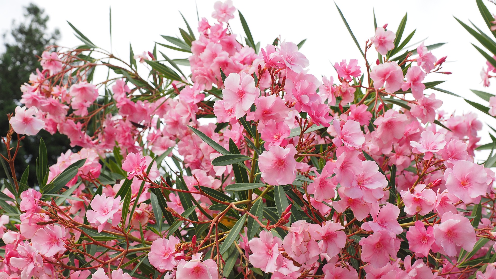 Laurier rose © Hans Braxmeier de Pixabay 