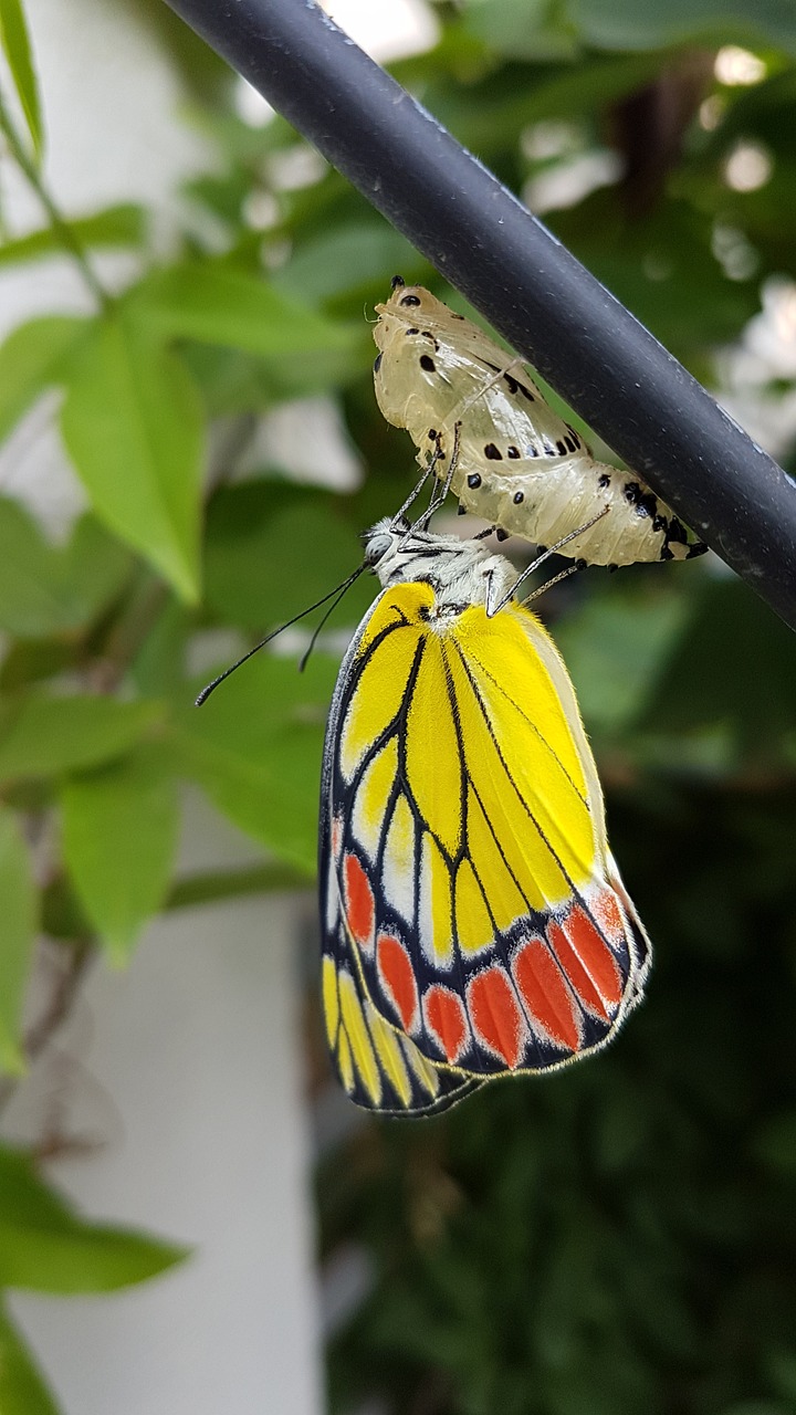 papillon © pixabay