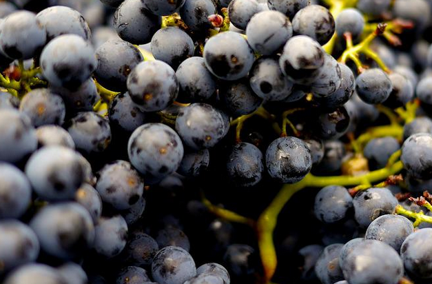 raisin noir © pixabay