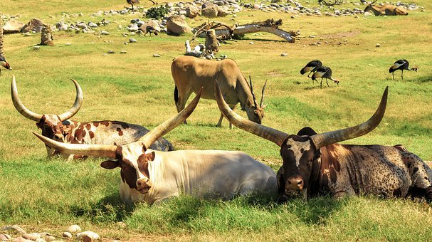 vache africaine©pixabay