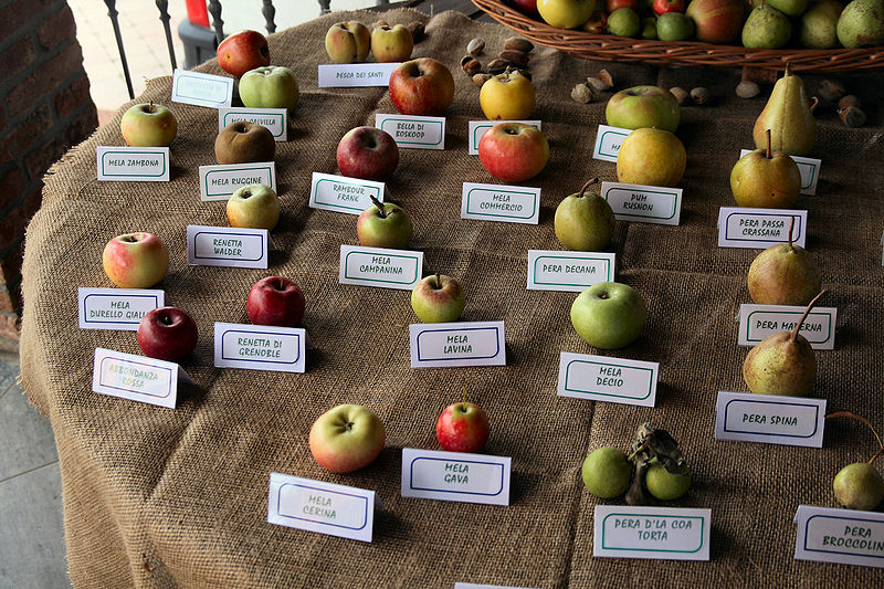 variété de pommes © wikipédia