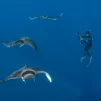 Association Ailerons- Atlantic mobula