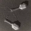 Wikimedia commons - bactériophages