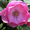 Fleur