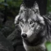 Le loup progresse dans les Pays de Savoie 