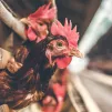 Artem Bali / Unsplash - Désormais on sait prouver scientifiquement que les animaux peuvent souffrir
