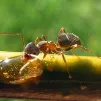 Lasius Niger