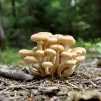 Pixabay - champignons Forêt Opienki 