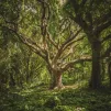 Illustration d'une forêt