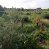 Le potager de l'association Graines de Troc