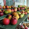Sur les fruits exposés dans son atelier, Bernard Coulon marque le nom de chacune des 300 variétés de pomme qu'il cultive @RCF Orne