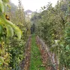 Un verger de 4 ha en centre-ville d'Alençon patiemment façonné par Bernard Coulon @RCF Orne 