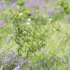 (Provence Tourisme)
