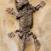 Fossil d'un lézard (Pixabay)