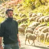 Nicolas Peccoz et ses brebis - © RCF Savoie (Delphine Gonet)