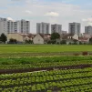 Champs de salades, dernier territoire maraîcher d'Île-de-France à Saint-Denis (93), crédits : L. de Biasi/IAU îdF