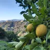 La récolte du citron démarre sur les collines en terrasses de Menton - Photo RCF