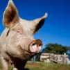 Tout est bon dans le cochon © iStock
