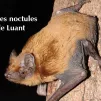 2022, année de la chauve-souris à Luant