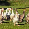 En Maine-et-Loire, 43 000 canards ont dû être abattus en dix jours à cause de cas d'influenza aviaire dans leur élevage. ©Pixabay