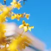 Forsythia - © RCF Lyon