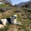 Dans les champs de lavande de la Drôme encore en sommeil 