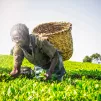 Cueillette du thé au Kenya