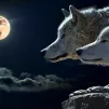 les loups©pixabay