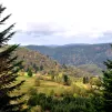 Forêt de conifères © pxhere.com