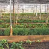 L'agriculture urbaine : une solution pour renforcer la résilience alimentaire des villes ? 
