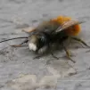 Wikimedia Commons : Osmia cornuta